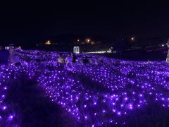 -大塘金香草谷