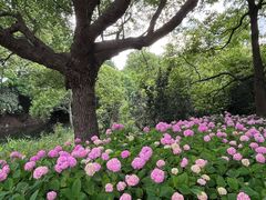 -上海滨江森林公园