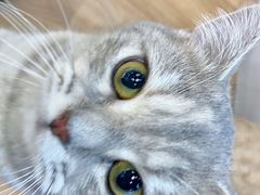 -COLOR PETS 撸猫馆·购猫·猫咖(长风大悦城店)