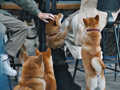 -柴犬高等学院·狗咖·柴犬售卖·宠物训练