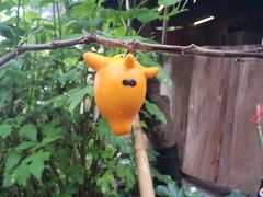 -优游吧斯邹族文化部落