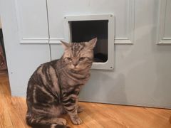 -遇见羊驼·奶狗咖·布偶猫咖·法斗柯基柴犬阿拉斯加(春熙路太古里IFS店)