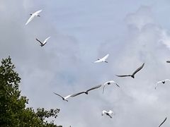-大湾区中央湿地公园
