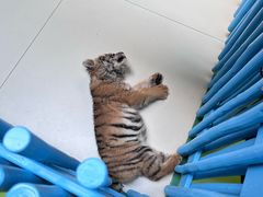 -北京野生动物园