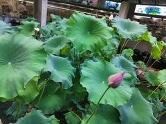 景观位-天怡·鱼工厂(梅溪湖店)