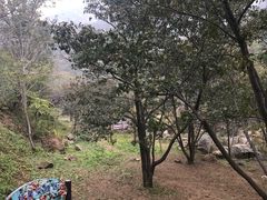 -大岭沟猕猴桃谷风景区