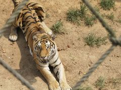-西霞口神雕山野生动物世界
