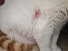 -北京观赏动物医院·24小时大型综合·猫专科·异宠专科
