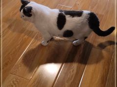 -Cappucimeow猫咪咖啡馆(韦伯时代店)