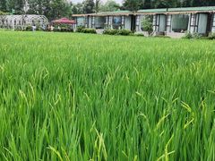 -洪湖家庭农场·团建·露营·会议