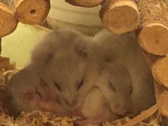 -龙猫仔乐园(惠福东路店)