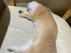 -藏猫猫咖啡主题馆(中央大道店)