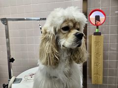 -FAELING PETS美天灵宠物(富力广场店)