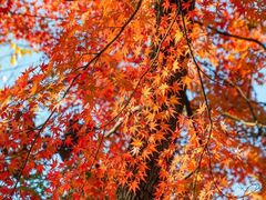 -昆山城市生态森林公园