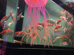 -花鸟鱼虫鲜花绿植市场(玉泉路店)