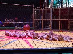 -西安秦岭野生动物园