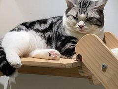-COLOR PETS 撸猫馆·购猫·猫咖(长风大悦城店)