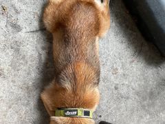 -柴犬高等学院·狗咖·柴犬售卖·宠物训练