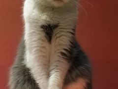 -猫色咖啡·猫咖