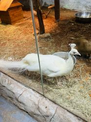 -Zoolung Zoolung动物主题公园(海信广场店)