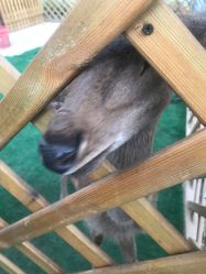 -萌宠亲子动物乐园(槐房万达店)