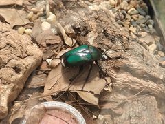 -南宫五洲植物乐园