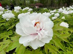 -莲花池公园