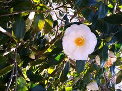 -墨尔本皇家植物园