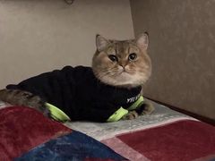 -喵zoo家庭繁育猫舍(尖东智能花园店)