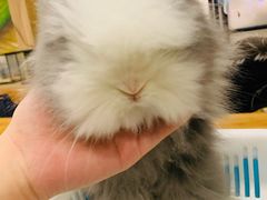 -藦茜花园宠物主题亲子互动体验馆(国顺东路店)