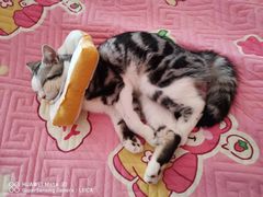 -东方名猫馆·英短金渐层布偶猫舍(环线广场1号楼店)