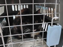 -心仪动物医院·牙专科·肿瘤·心脏科(西客站院)