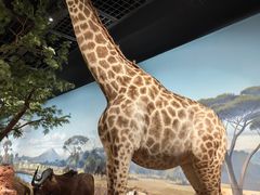 -陕西自然博物馆