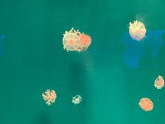 -福州罗源湾海洋世界旅游区