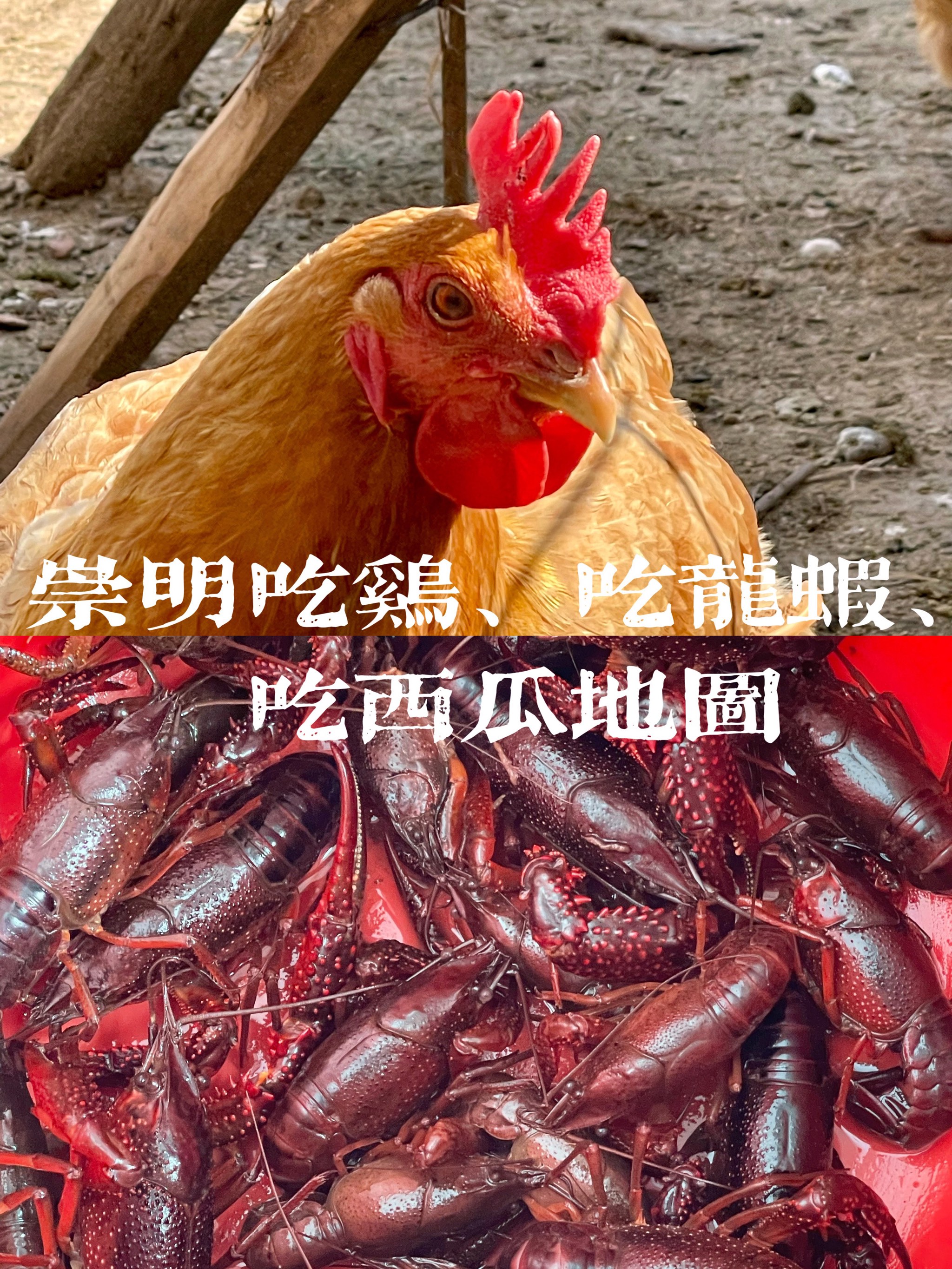 双十一杀鸡补身子图片