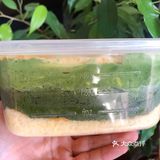 奶酥的抹茶味会比面包里的重，颜色也更深