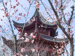 -梅花山(明孝陵内)