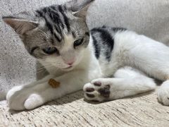-藏猫猫咖啡主题馆(中央大道店)