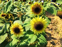 -艾溪湖湿地公园