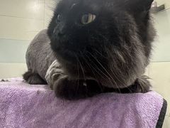 -达爱动物医院·犬猫分区·CT·复杂眼科(远洋山水分院)