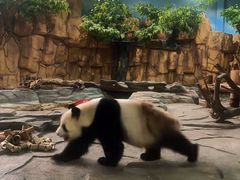 -泉州海丝野生动物世界