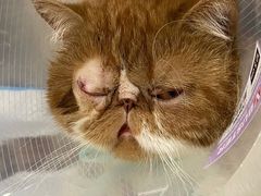 -芭比堂宠物医院·全科爱猫医院·仁德分院