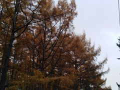 -黑龙江省森林植物园