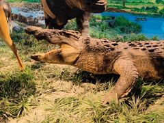 -国家自然博物馆