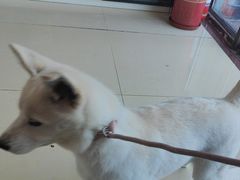 -福懋动物医院·犬猫全科·外科·重症科(杏林分院)