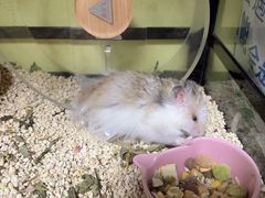 -Pets First伊珊娜洗护·精致美容·家庭式寄养(新会路店)