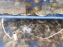 水产区-阳澄湖大闸蟹·琼灵阁牌品牌连锁(吴中总店)