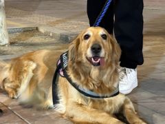 -萌宠之家·腊肠犬·马尔泰·小体犬舍