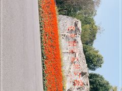 -东平国家森林公园