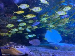 -太平洋海底世界